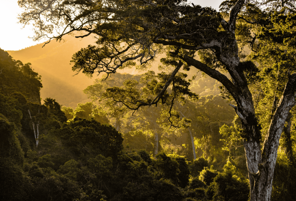 Psalm 1: Becoming a Tree of Life